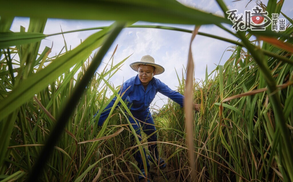 张巫军是重庆市农科院水稻研究所（重庆再生稻研究中心）副研究员。早上7点左右，他就和同事来到试验基地，调查水稻生长关键数据、测量株高、普查有效穗数，记录生育期等。