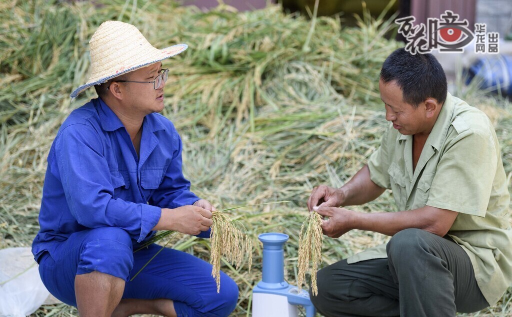 张巫军与种粮大户喻大哥交流今年水稻产量情况。水稻要获得丰收，最重要的是把栽培技术落到实处。在研发过程中，科研人员也会向当地村民取经，听取他们的建议，不断优化技术。