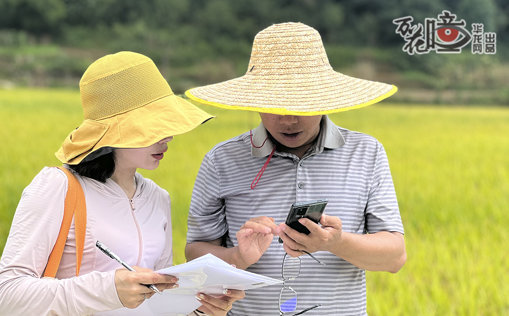 酉阳涂市镇300亩水稻增密增产单产提升示范片丰收在望，农技人员在开展机收损失率田间调查。