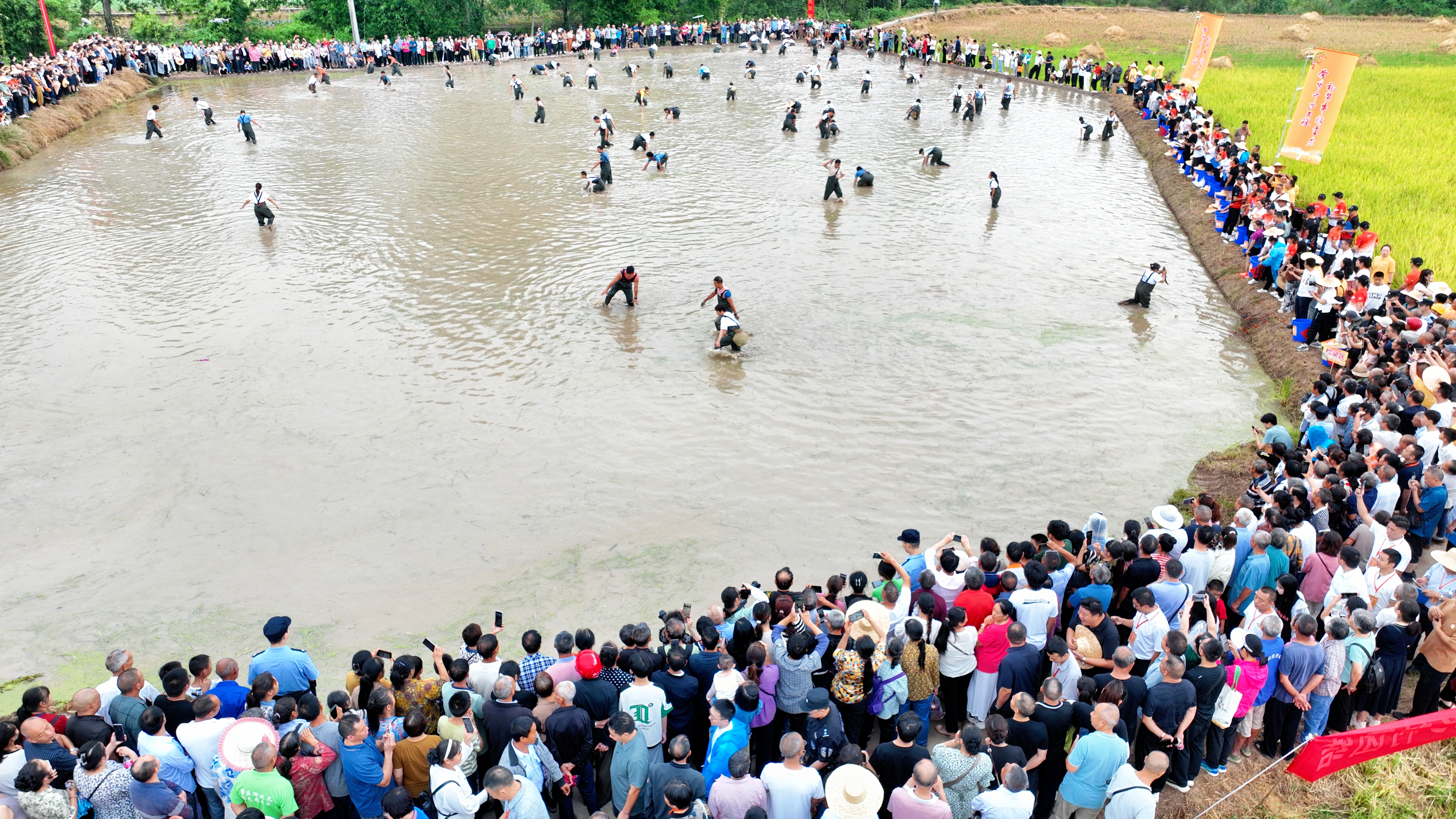 稻田抓魚現場。市農業農村委供圖