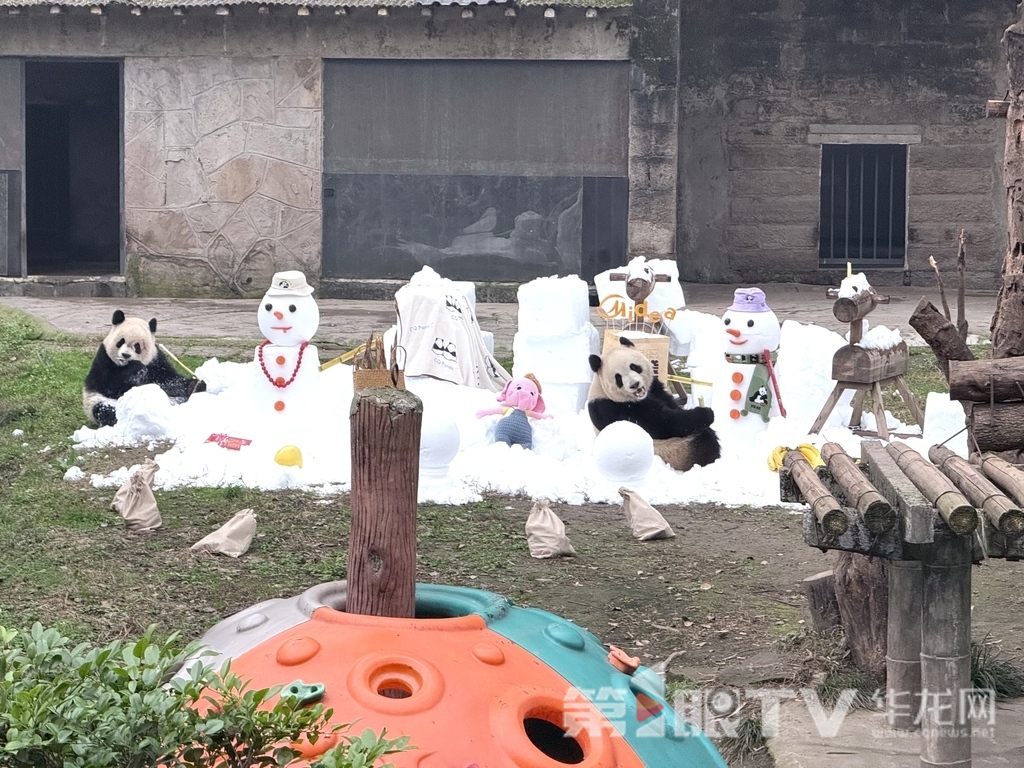 大熊貓“渝可”“渝愛”的場館內堆起了雪人。第1眼TV-華龍網記者 謝鵬飛 攝