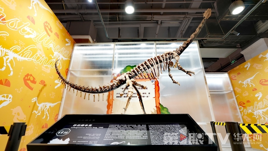 部分展品。第1眼TV-華龍網記者 陳洋 攝