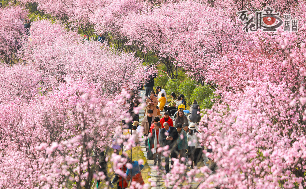 公园里的春天，繁花似锦！在两江新区跳墩河公园，粉色的花瓣如云霞般铺展，市民们漫步在蜿蜒的小路，一幅流动的油画徐徐展开。花香四溢，笑语盈盈，时光在这一刻变得柔软而悠长。