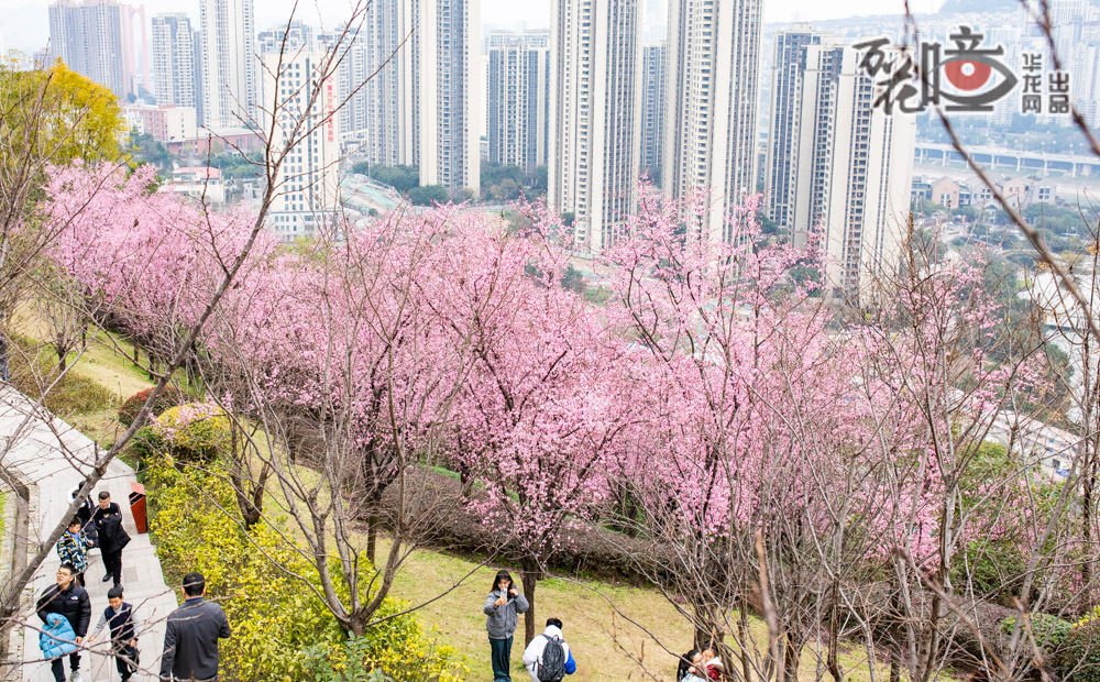 8D城市的独特魅力，花景也变得立体，沿着渝中区虎头岩半山崖线步道，红梅点缀，游客们徜徉其中，感受着8D立体重庆的独特魅力，每一步都是与春天的浪漫相遇。