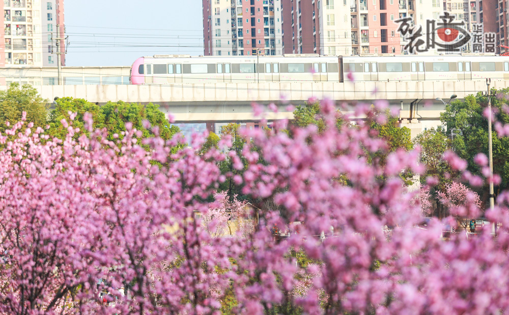 两江新区跳墩河公园，盛放的红梅点燃了春日的生机。花瓣在微风中轻舞，与不远处疾驰而过的列车交相辉映。开往春天的列车，载着满目春色穿林而过。列车穿梭，红梅静立，一动一静间，勾勒出城市与自然的和谐画卷。