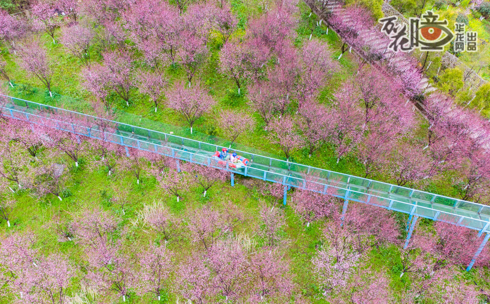 沙坪坝区红岭溪谷景区，春花竞相绽放，为大地穿上一件彩衣。游客乘坐橡皮艇，沿着玻璃高空漂流道缓缓滑行，嬉戏于绚烂的花海之间，零距离感受春日好风景。