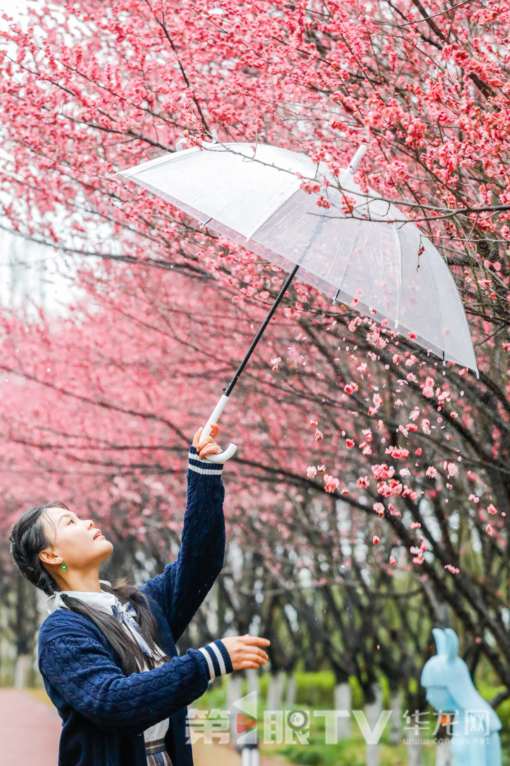 04——农历立春（2月3日）刚过，盛开的梅花迎接初春的到来。第1眼TV-华龙网记者 石涛 摄