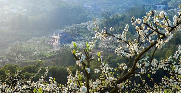 大足龙岗街道观音岩村，李花盛开。大足区委宣传部供图 第1眼TV-华龙网发