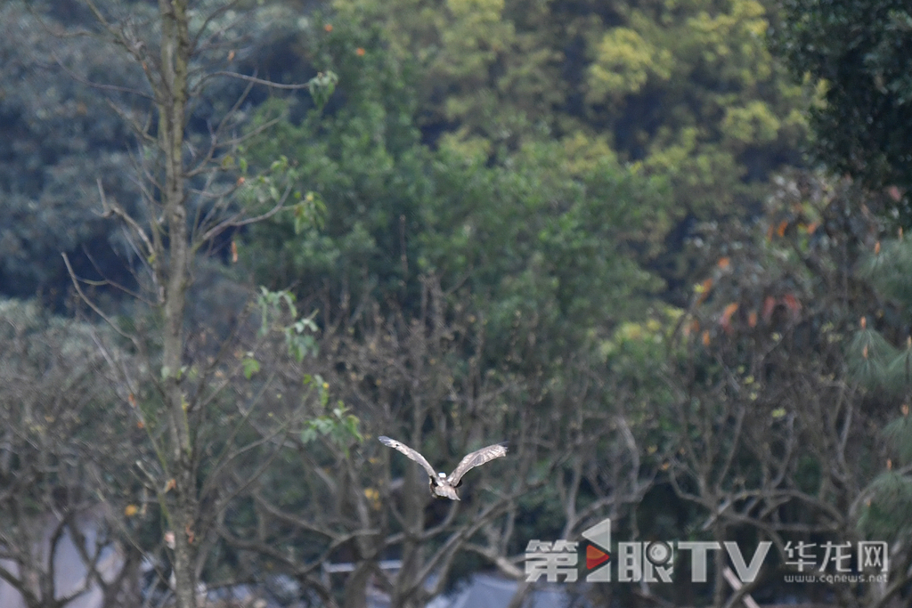 四只猛禽重返蓝天。第1眼TV-华龙网记者 李一鸣 摄