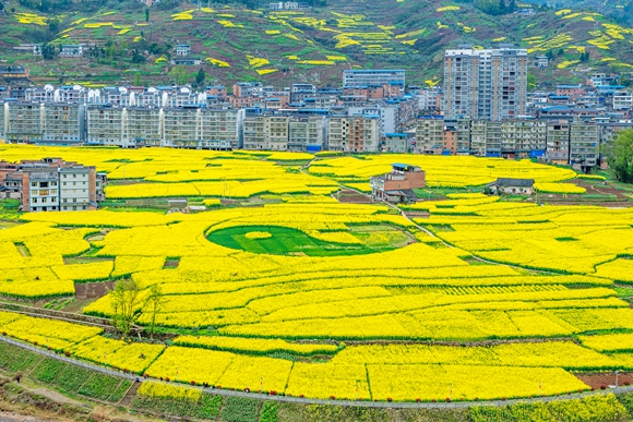 油菜花海。奉节县委宣传部供图