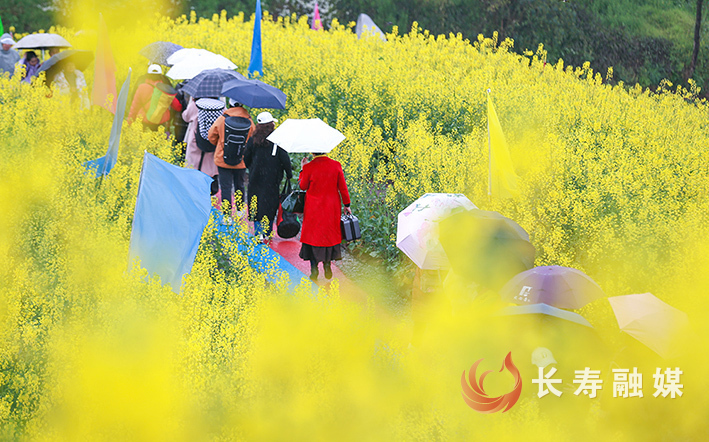 雨中赏花甚是惬意。