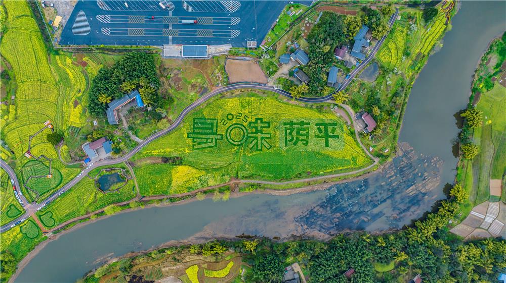 油菜花烂漫盛开，铺就春日花海。