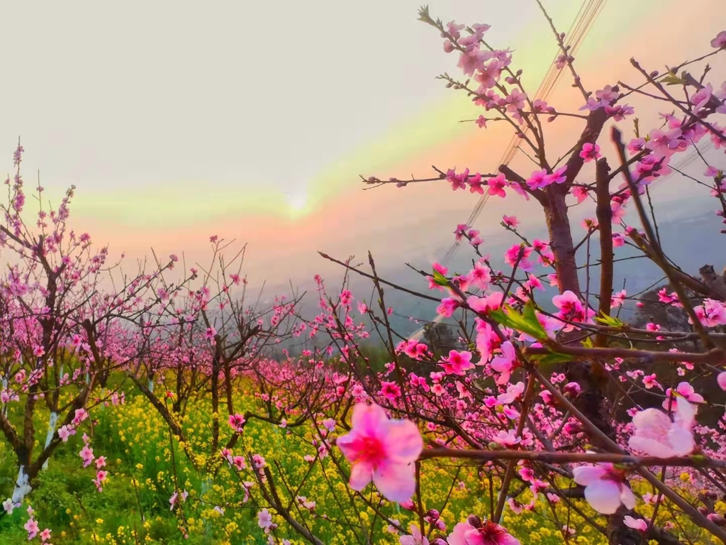 桃花盛开。北碚区文旅委供图