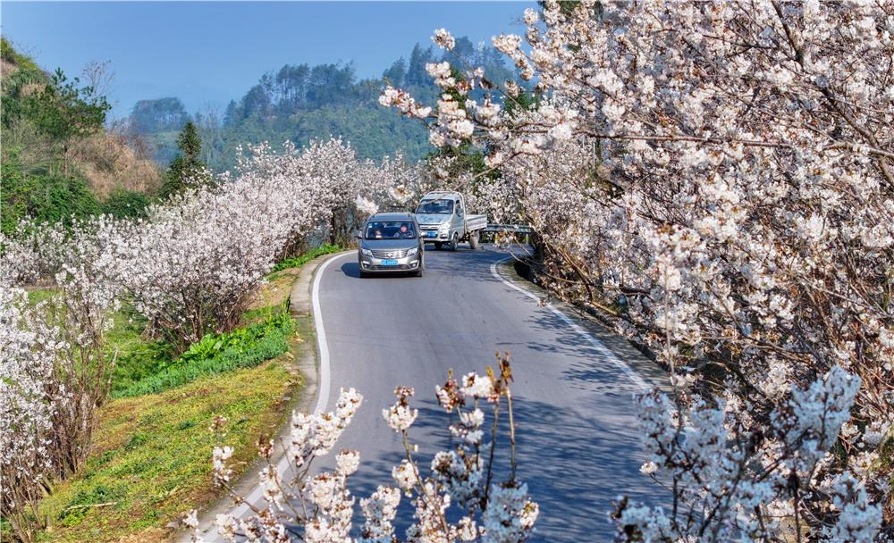 Cars are passing under the cherry flower trees, seeming like to drive in a beautiful picture