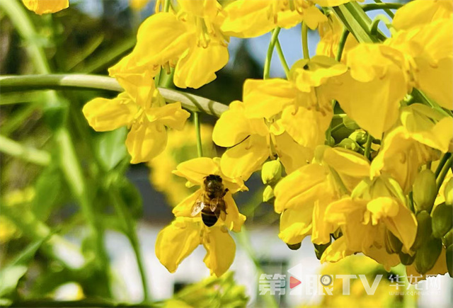 盛開的油菜花。第1眼TV-華龍網(wǎng)記者 曹建 攝