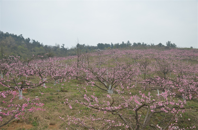 桃花