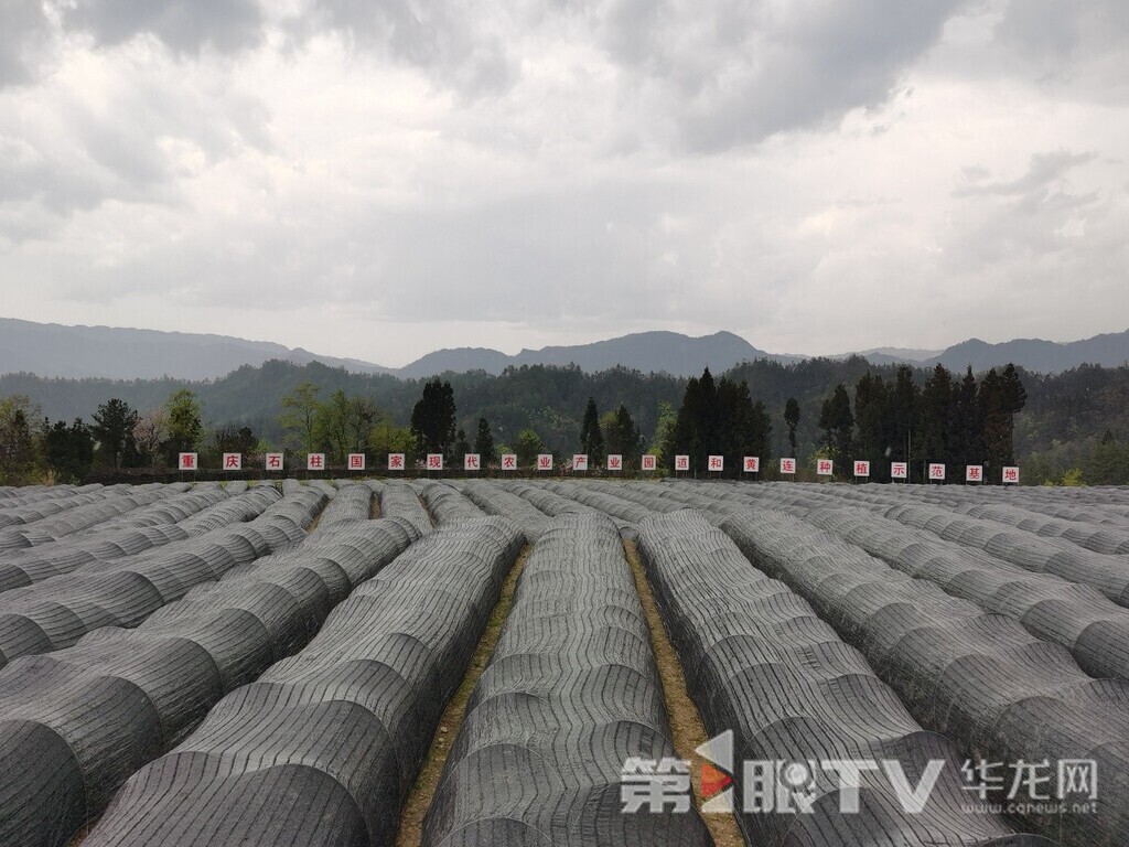中益乡尖山坪黄连基地。第1眼TV-华龙网 曹先旺 摄