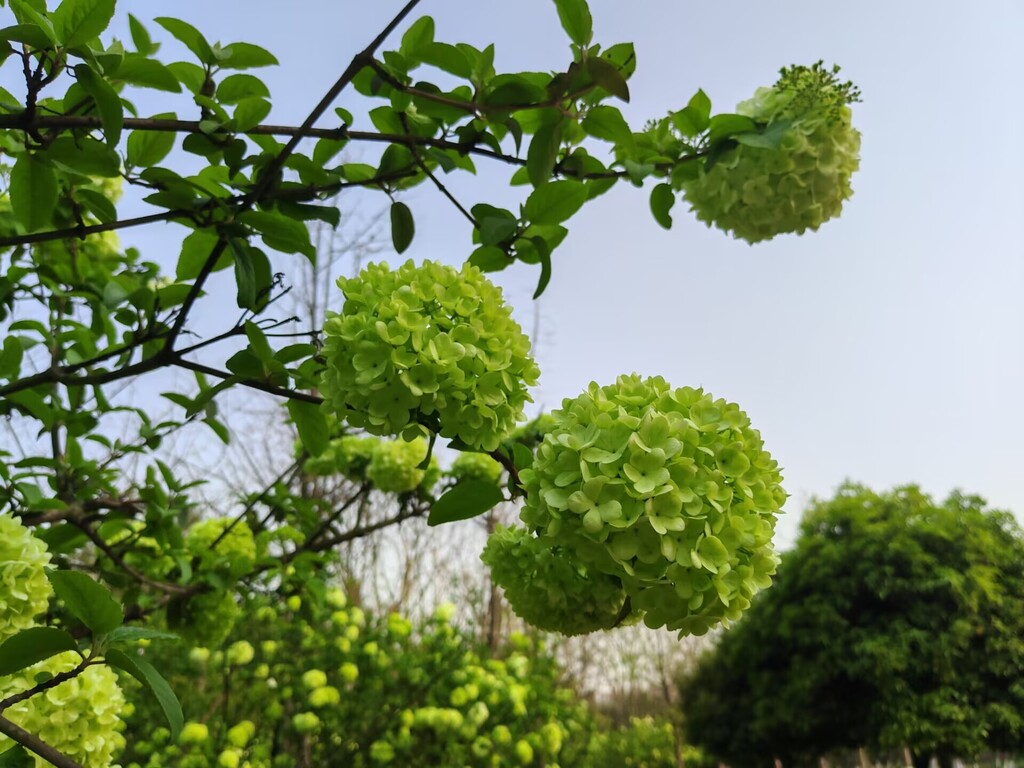绣球