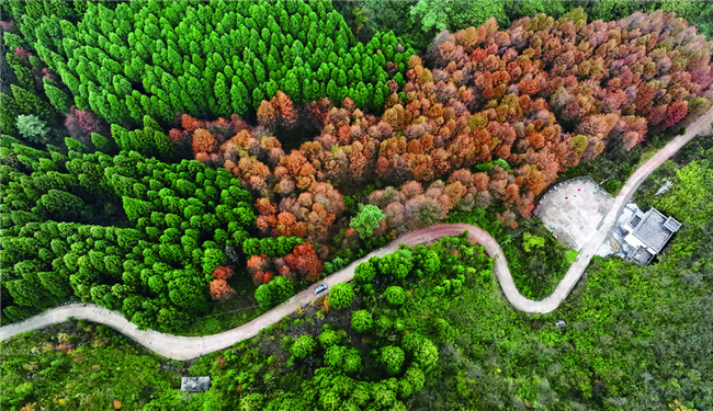 黔江區(qū)國(guó)家森林公園八面山景區(qū)水杉林樹葉變紅。黔江區(qū)融媒體中心記者 楊敏 攝