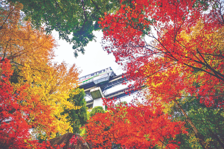 The train of CRT Line 2 passes through a forest of vibrant, colorful trees