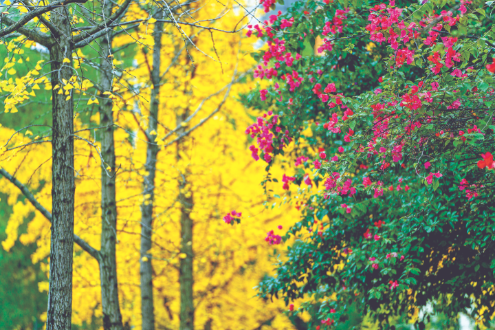 From the narrow alleys to the main streets, the colors are as rich as an oil painting