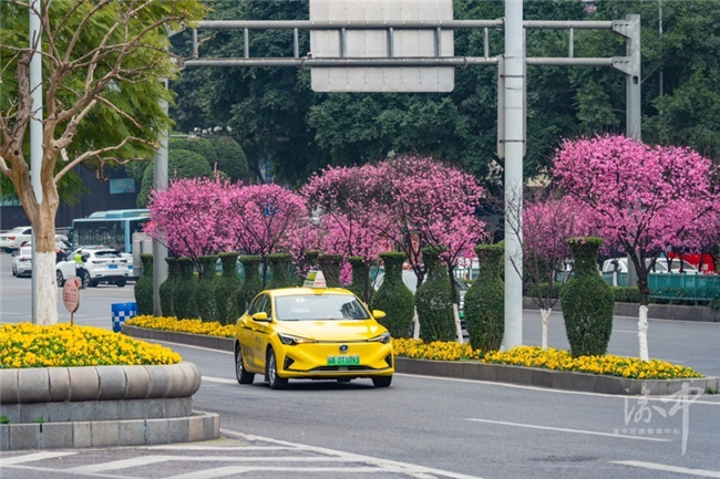 美人梅点缀街头。