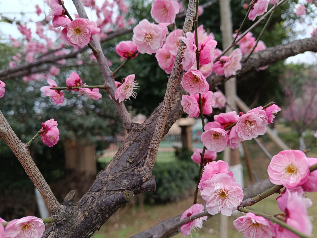 The stunning red plums