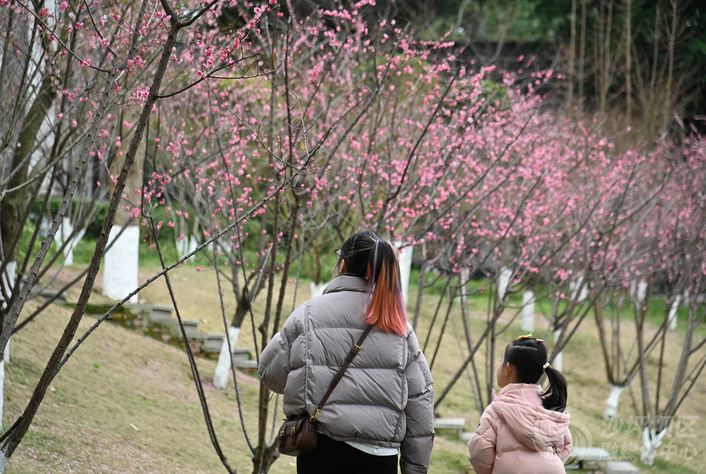 市民赏花。