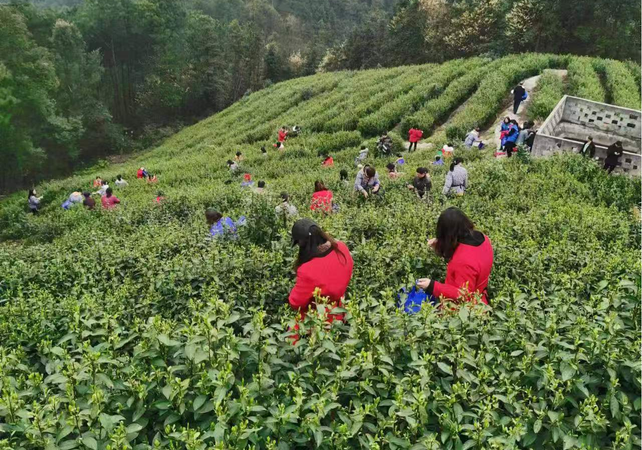 重庆大祥茶业有限公司采茶活动-巴南区农业农村委供图