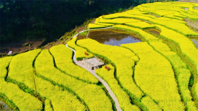 廟埡鄉(xiāng)油菜花海。武隆廟埡鄉(xiāng)供圖