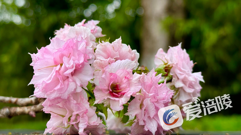 Unseasonal cherry blossoms in bloom (Photo provided by the Media Convergence Center of Fuling District)