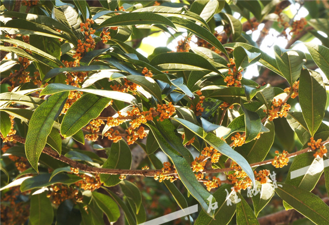 Osmanthus blossoms in golden autumn (Photo by the Media Convergence Center of Shizhu Tujia Autonomous County) 