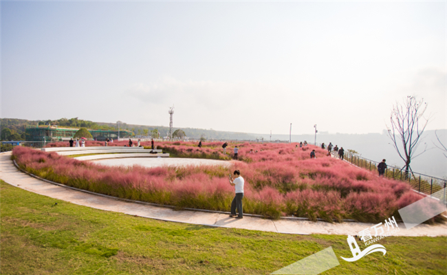 The vibrant pink of muhly grass begins to grace the landscape of Chongqing at the Cuiping Mountain Meteorological Science Popularization Park in Wanzhou District