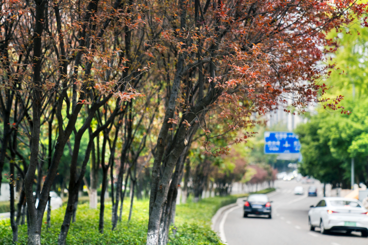 大渡口區(qū)雙園路，道路兩旁的樹葉漸漸變紅。全媒體記者 鐘戈 攝