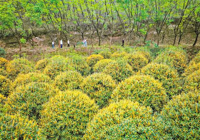 (Photographed by Zheng Yu and Ju Wenjun / Visual Chongqing) 