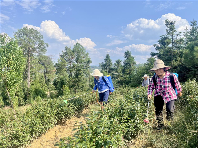 合茗園公司白茶基地，村民正在施肥。通訊員 李崎君 攝