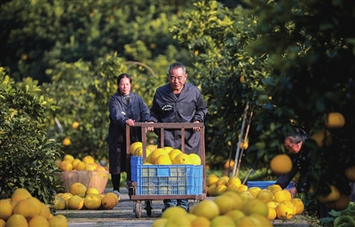 合興街道龍灘村，村民們在柚園內(nèi)搬運(yùn)柚子。記者 熊偉 攝