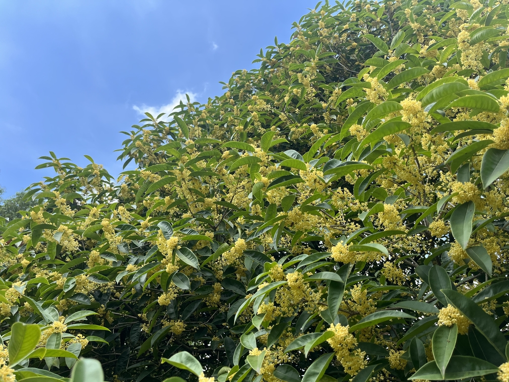 The osmanthus flowers scattered among the green leaves (Photo provided by Chongqing Garden Expo Park)