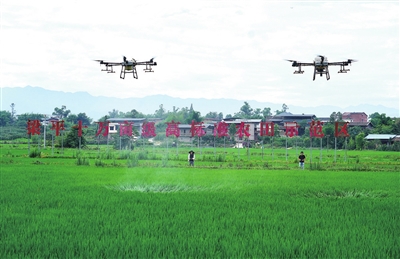 星橋鎮(zhèn)兩路村，無人機(jī)機(jī)手在進(jìn)行水稻飛防作業(yè)。記者 向成國(guó) 攝