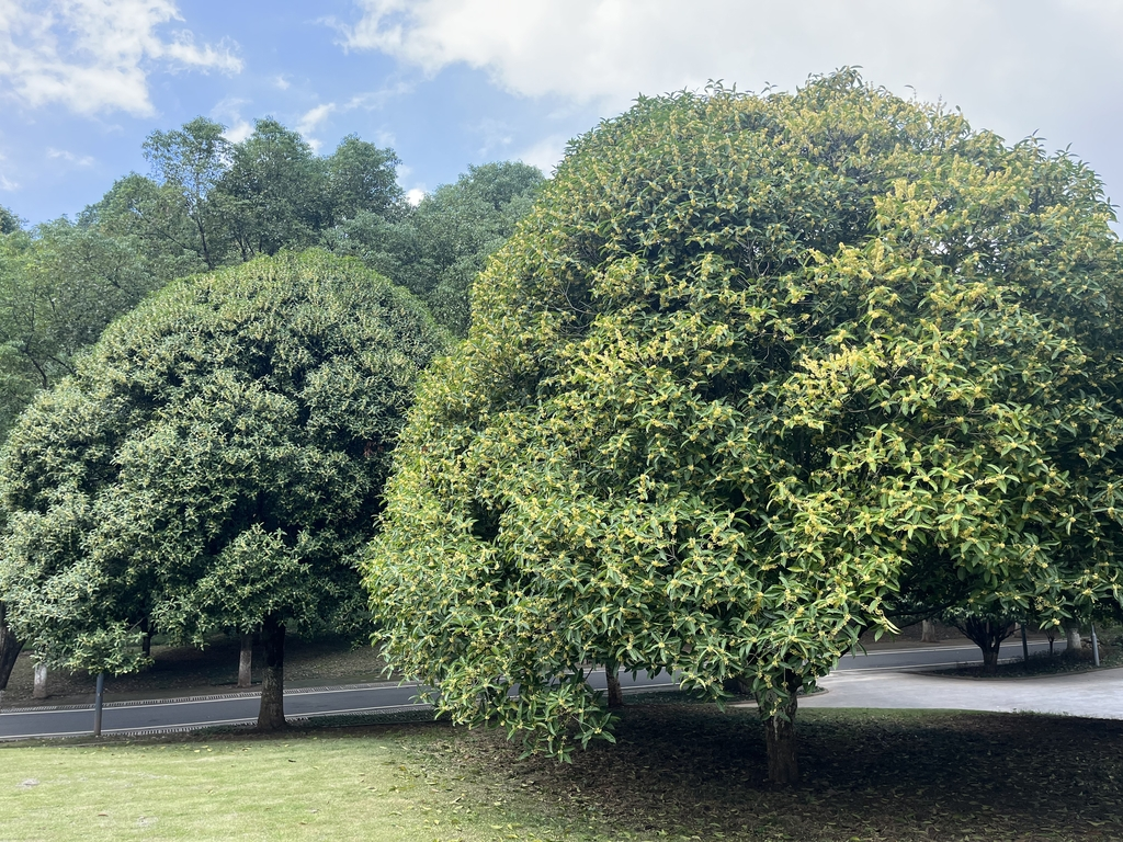 Osmanthus trees in full bloom at Chongqing Garden Expo Park (Photo provided by Chongqing Garden Expo Park)