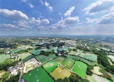 礼让镇川西村，成片相连的鱼塘水光潋滟，与村落、田园、河流交相辉映，景美如画。记者 刘辉 摄