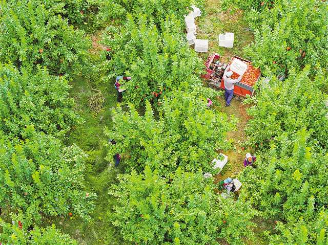 On October 14, in the lemon orchards of Guanba Village in Tongnan District, farmers were busy harvesting lemons. Currently, Tongnan is experiencing its peak lemon harvesting season