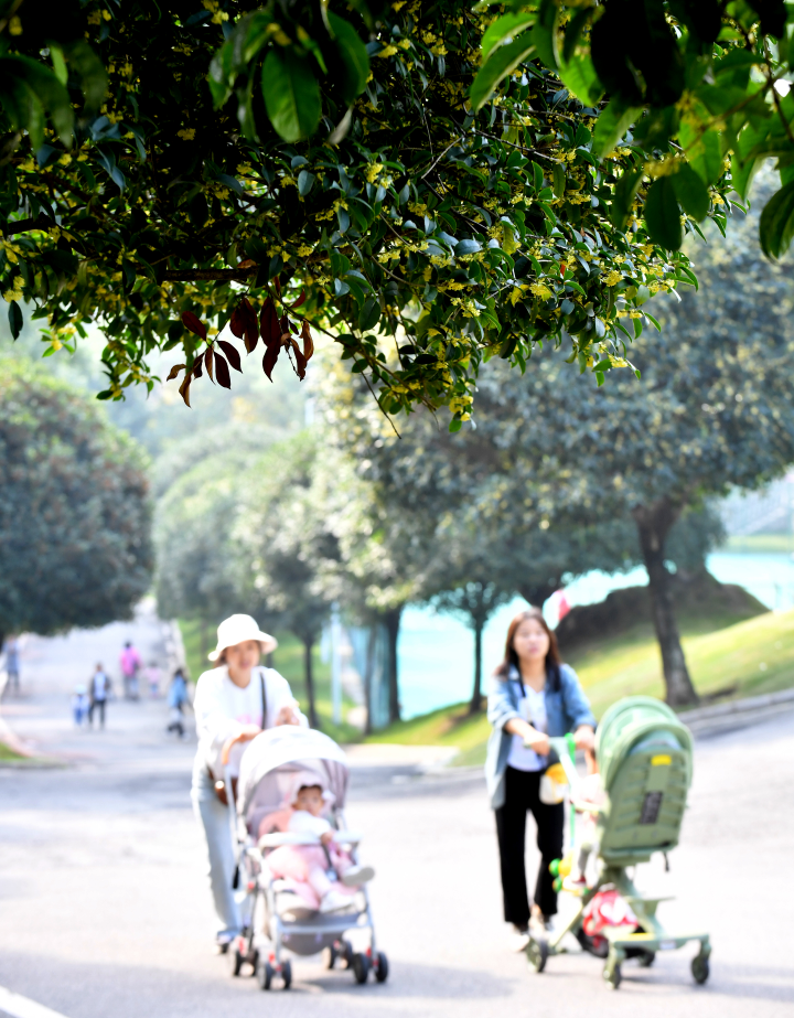 幸福公園桂花開，市民漫步游玩。記者 周邦靜 攝