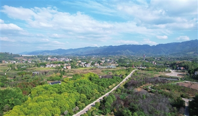 桂香天地·乐欢天景区，连片的桂花盛开，芳香四溢。记者 向成国 摄