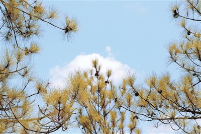 金秋时节，百里竹海旅游度假区，泛黄的松叶掩映在蓝天白云下。记者 周子涵 摄