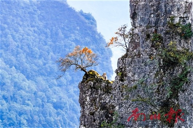 山的峻峭、树的色彩交织在一起，形成独特的风景。特约通讯员 赵志 摄