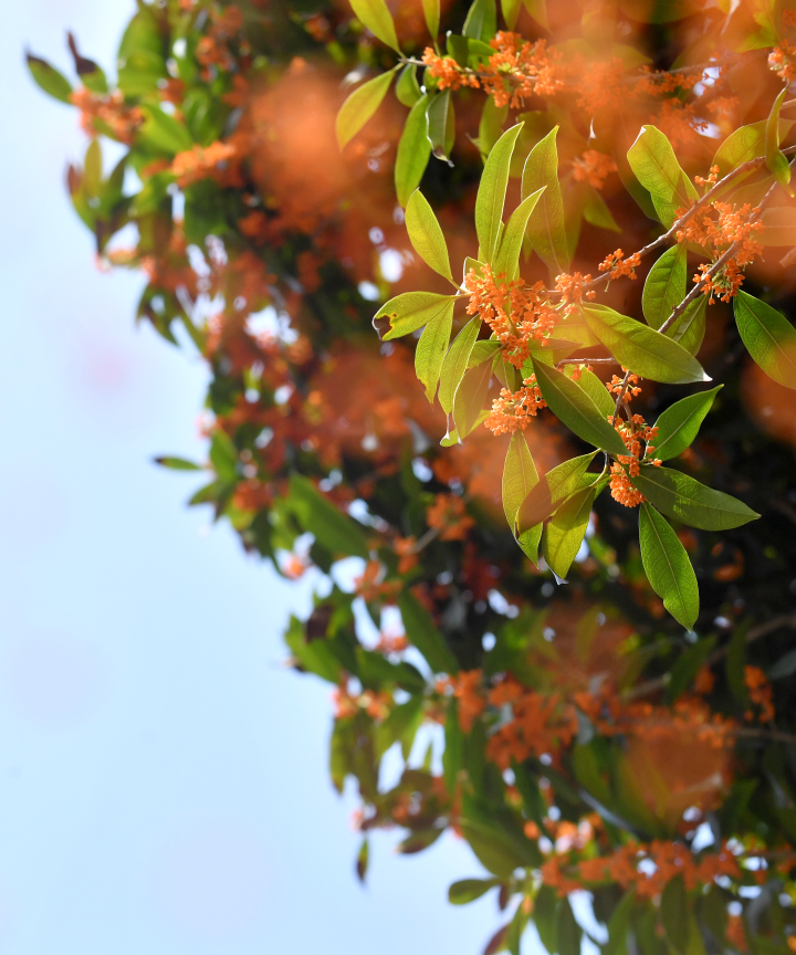 Bud clusters adorning the branches (Photographed by Zhou Bangjing)