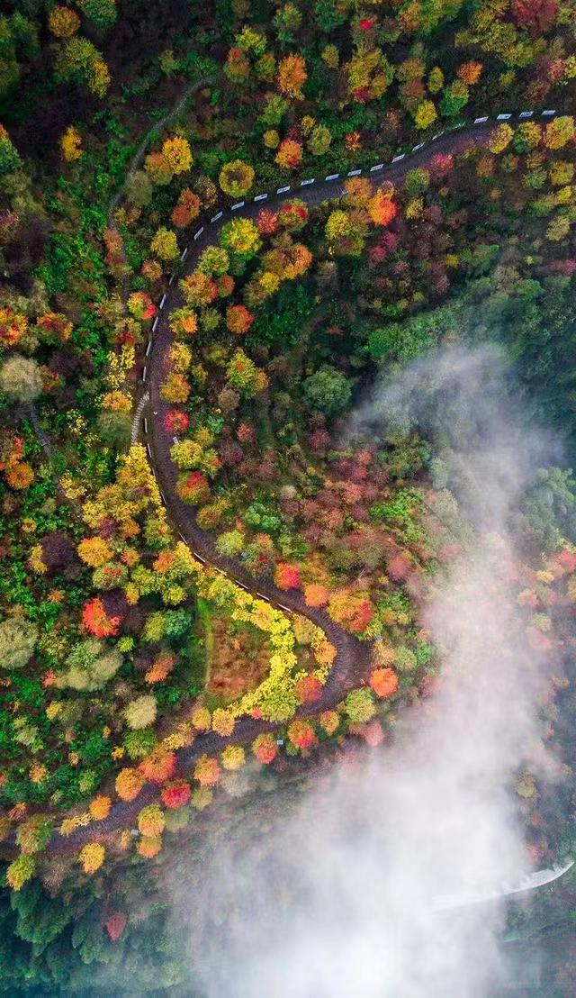 Colorful Forest (File photo of Banan Daily)