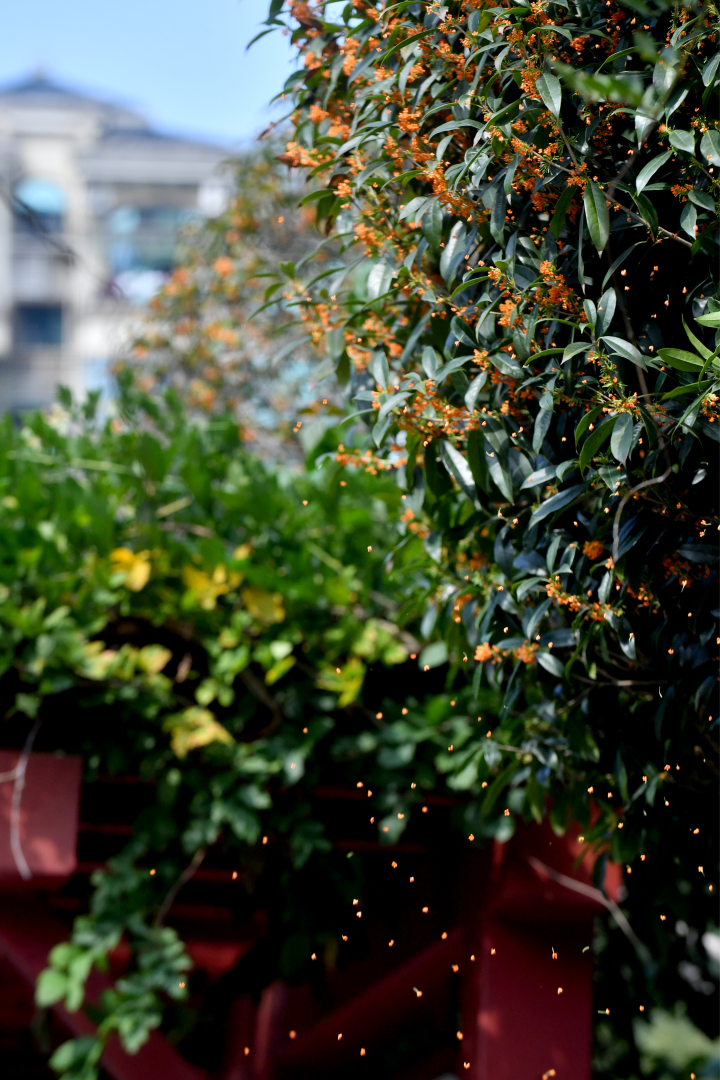 Osmanthus falling down (Photographed by Zhou Bangjing)