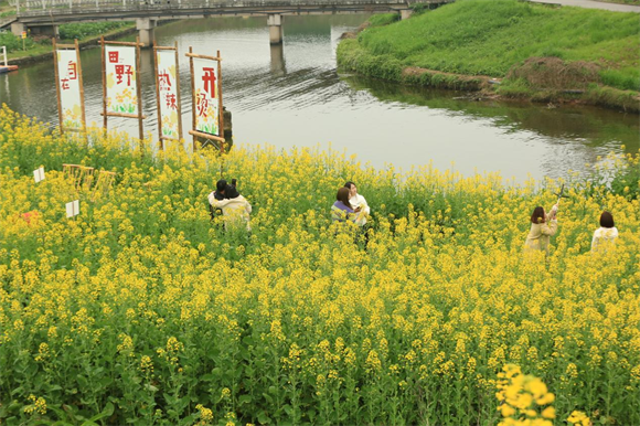 油菜花開時節(jié)，游客在花田打卡拍照。華龍網(wǎng) 夏國燕 攝